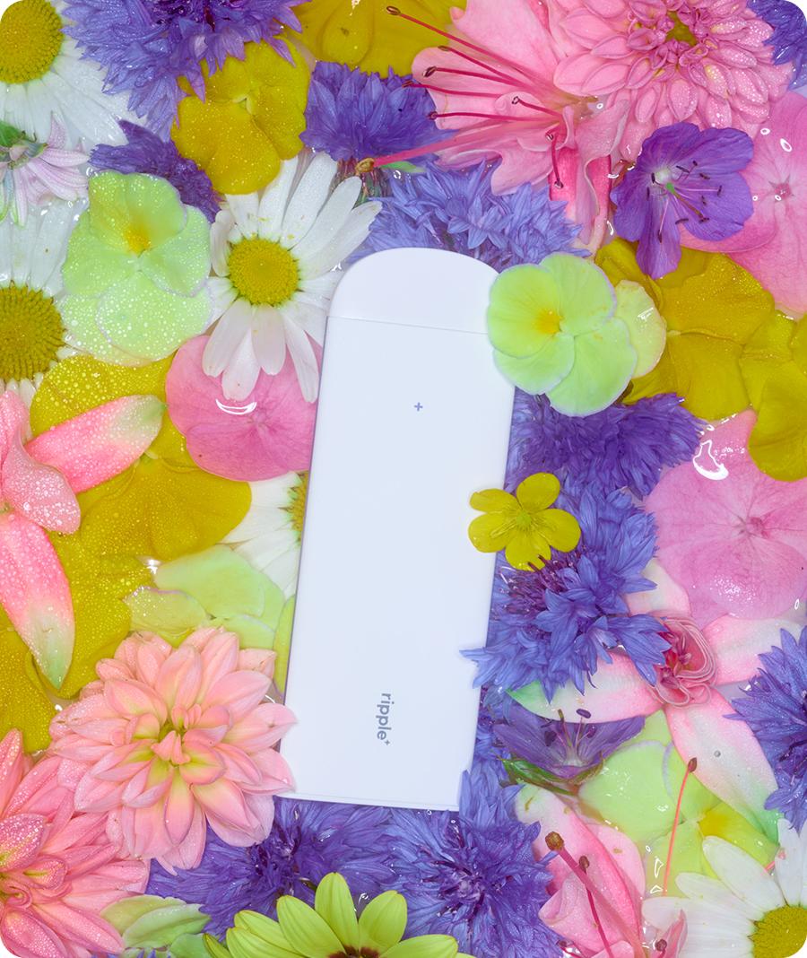 Ripple - ромашканы амт